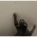 贴纸