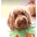 贴纸