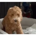 贴纸