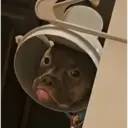贴纸