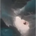 贴纸