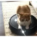 贴纸
