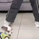 ස්ටිකර්