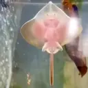 ස්ටිකර්