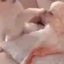 ස්ටිකර්