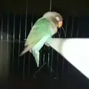 ස්ටිකර්