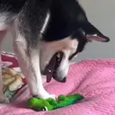 ස්ටිකර්