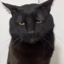 ස්ටිකර්