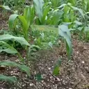 ස්ටිකර්