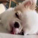 ස්ටිකර්