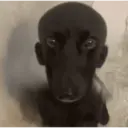 Nhãn dán