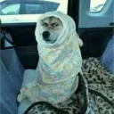 Nhãn dán