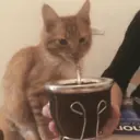 Կպչուն պիտակ