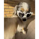 Stika