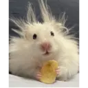 Stika