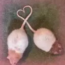 ملصق