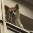 Stika