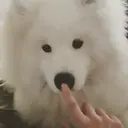 Stika