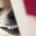 Stika