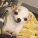 Stika