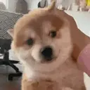Stika