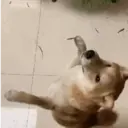Stika