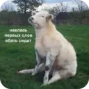 Стикер