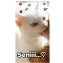 Samolepka