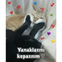 Samolepka