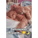 Samolepka
