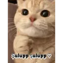 Samolepka
