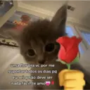 Figurinha