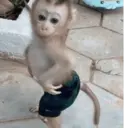 Çıkartma