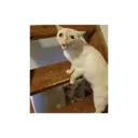 اسٹیکر