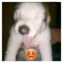 ملصق