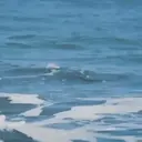 ملصق