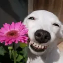 ملصق