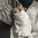 Figurinha