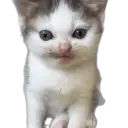 স্টিকার