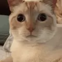 স্টিকার