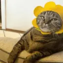 স্টিকার