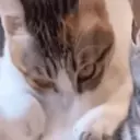 স্টিকার