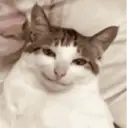 স্টিকার