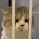 স্টিকার