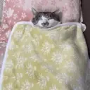 স্টিকার