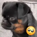 Figurinha