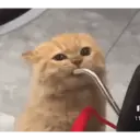 ملصق