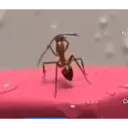 ملصق