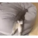 ملصق