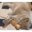 ملصق